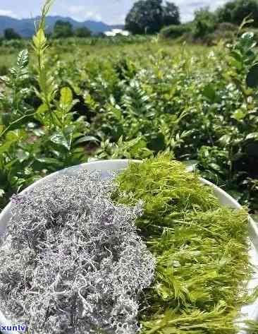 張家界莓茶價(jià)格探索之旅，自然美景與內(nèi)心寧?kù)o的尋找