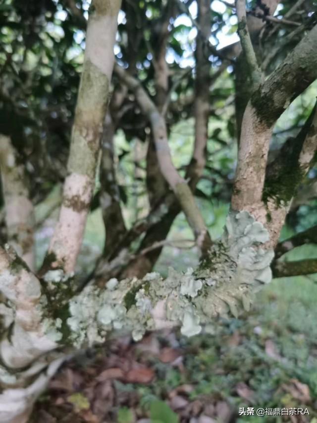 老樅紅茶價格，深度探討歷史背景與地位影響下的價格走勢